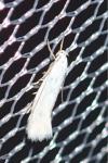 Elachista argentella