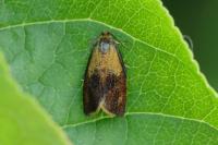 Ptycholoma lecheana