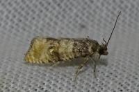 Piniphila bifasciana
