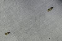 Piniphila bifasciana