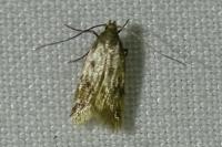 Borkhausenia