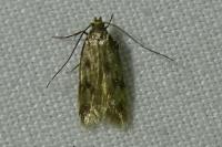 Borkhausenia