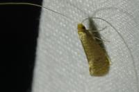 Nematopogon