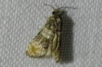 Piniphila bifasciana