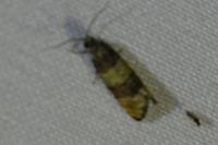 Piniphila bifasciana