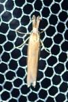 Pleurota