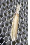 Pleurota