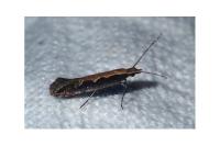 Plutella xylostella