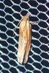 Eucosma