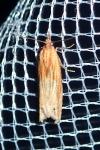 Eucosma