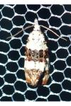 Phtheochroa duponchelana
