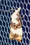 Phtheochroa duponchelana
