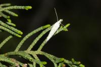 Ypsolopha persicella