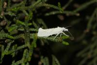 Ypsolopha persicella