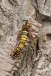 Sesia apiformis