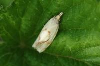 Agapeta hamana