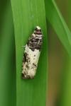 Gypsonoma sociana