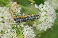 Depressaria daucella