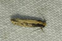 Monopis crocicapitella