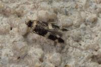 Oegoconia