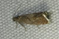 Dichrorampha acuminatana