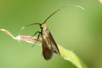 Cauchas rufimitrella