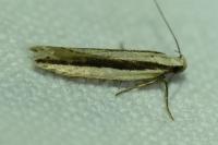 Mirificarma interrupta
