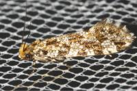 Triaxomera parasitella