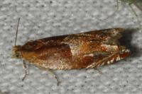 Ancylis mitterbacheriana