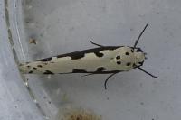 Ethmia bipunctella