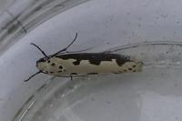Ethmia bipunctella