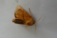 Apoda limacodes