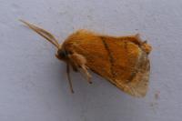 Apoda limacodes