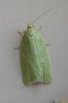 Tortrix viridana