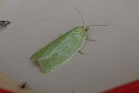 Tortrix viridana