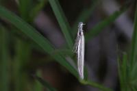 Pleurota aristella
