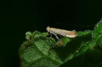 Phyllonorycter messaniella
