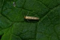 Phyllonorycter messaniella
