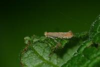 Phyllonorycter messaniella