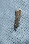 Dichrorampha acuminatana