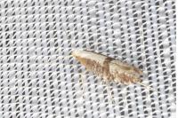 Argyresthia spinosella