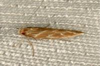 Pyroderces argyrogrammos