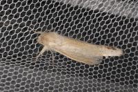 Phragmataecia castaneae