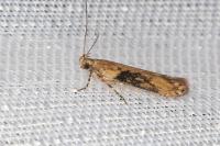 Scrobipalpa costella