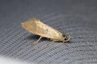 Crassa tinctella