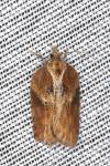 Acleris hastiana