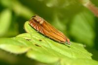 Lathronympha strigana