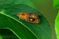 Olethreutes arcuella