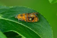 Olethreutes arcuella