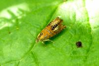 Olethreutes arcuella